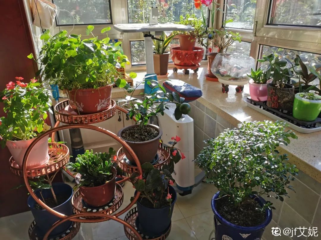 室內養(yǎng)花_室內養(yǎng)花有小飛蟲怎么辦_室內養(yǎng)花的好處與壞處