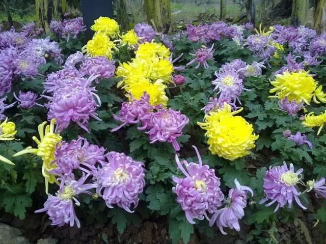 適合家里養(yǎng)的花卉_花卉養(yǎng)適合家里養(yǎng)的花_花卉養(yǎng)適合家里養(yǎng)什么花