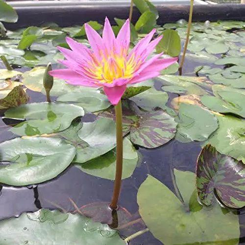 容易養(yǎng)的室內(nèi)花卉品種_花卉室內(nèi)養(yǎng)品種容易生蟲嗎_花卉室內(nèi)養(yǎng)品種容易招蚊子嗎