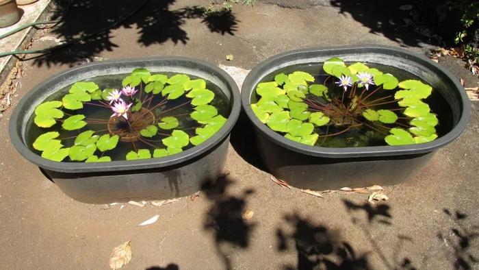 花卉室內(nèi)養(yǎng)品種容易招蚊子嗎_容易養(yǎng)的室內(nèi)花卉品種_花卉室內(nèi)養(yǎng)品種容易生蟲嗎