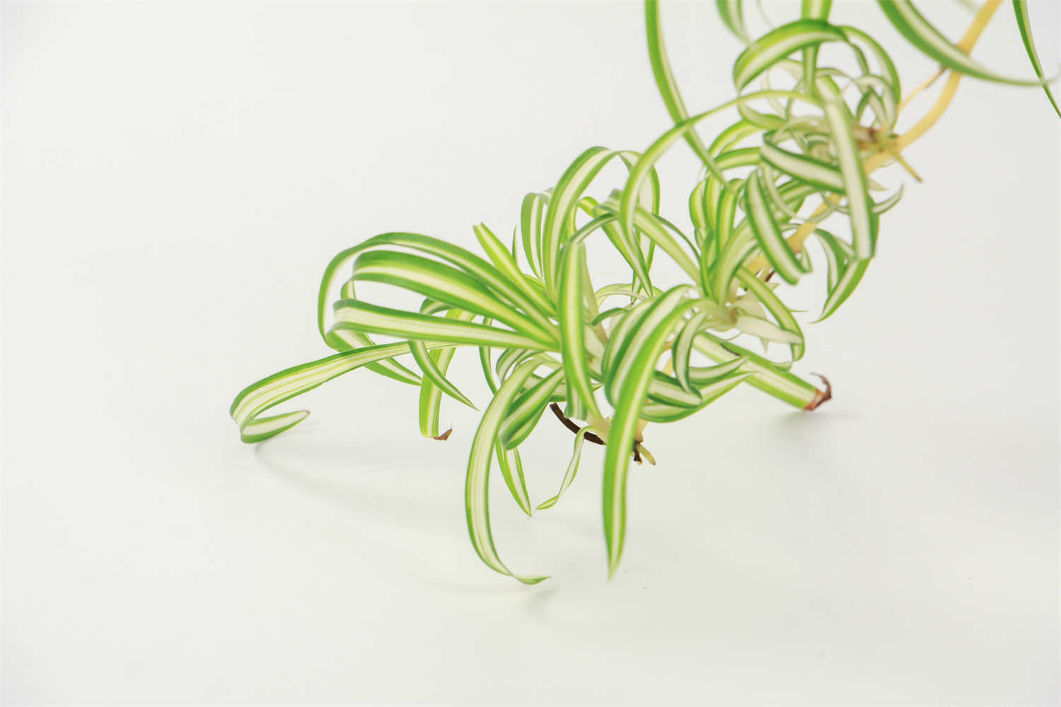 客廳養(yǎng)綠植好不好_客廳什么綠植好養(yǎng)_客廳養(yǎng)綠植好嗎風(fēng)水