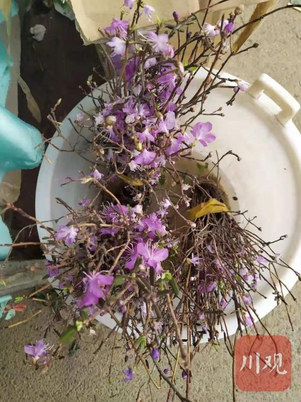 真的別買了！成都花卉市場又開始賣這種花