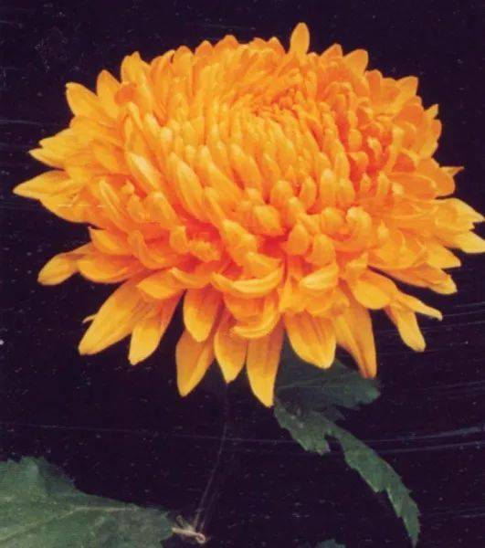 開花四季養(yǎng)活花好的植物_一年四季都開花好養(yǎng)活的花_開花四季養(yǎng)活花好不好