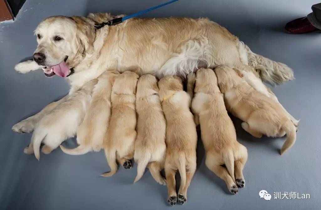 “完美”的家庭伴侶犬類，也許沒有你想的那么完美——金毛犬