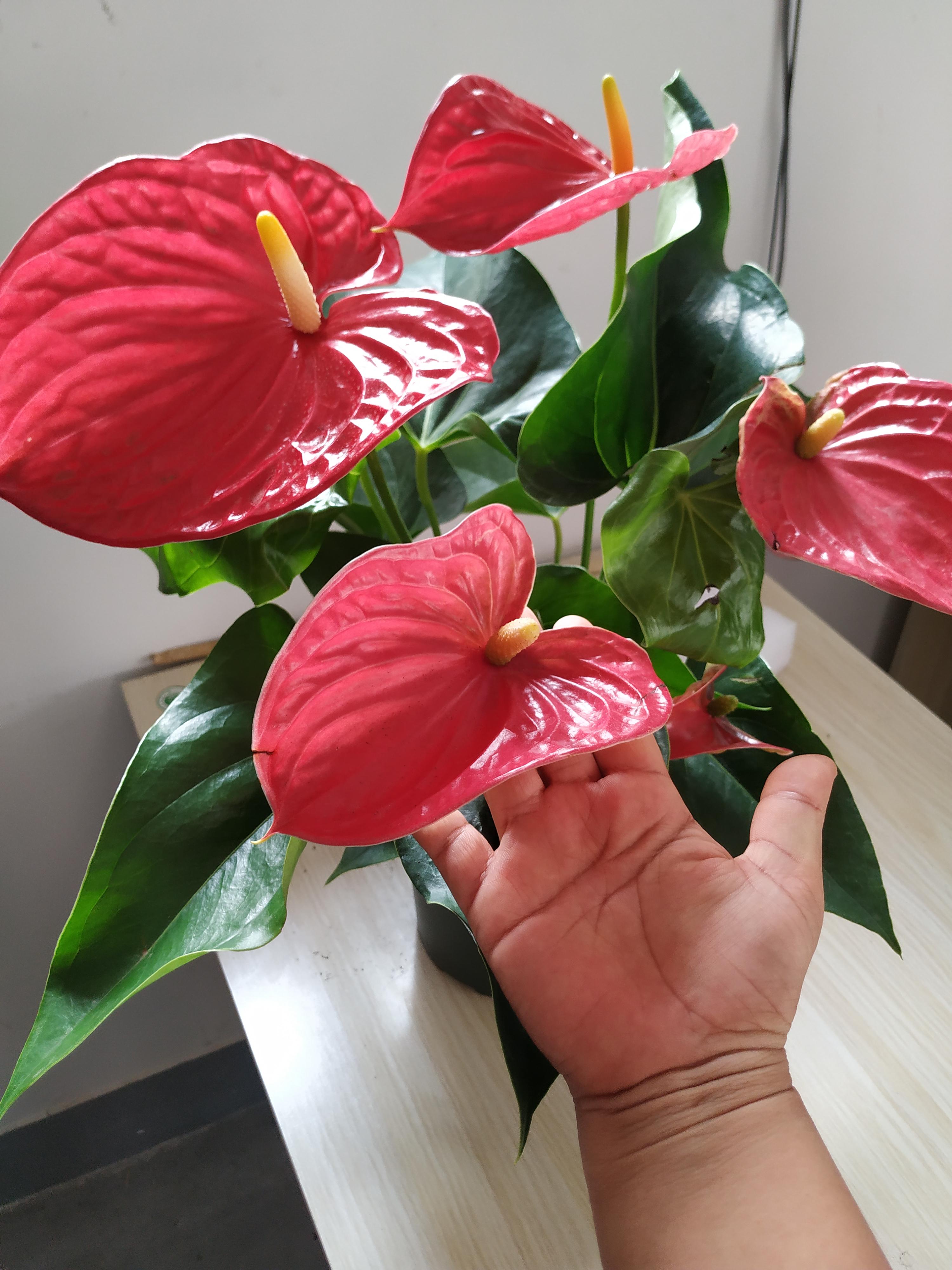 陽臺花卉推薦_花卉陽臺推薦品牌_陽臺花卉品種系列
