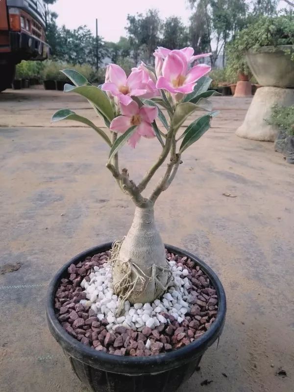 沙漠玫瑰盆栽怎么養(yǎng)才能經(jīng)常開花，讓它花朵越開越旺盛的技巧