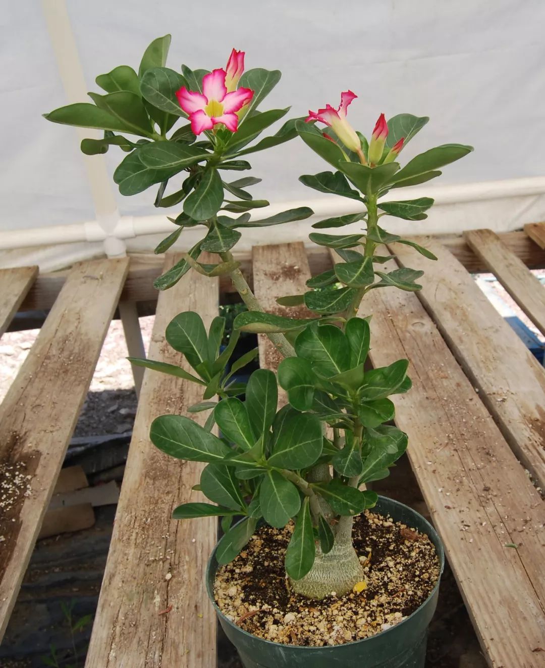 盆栽玫瑰養(yǎng)買花新品種好嗎_新買的盆栽玫瑰花咋養(yǎng)_盆栽玫瑰可以養(yǎng)多久