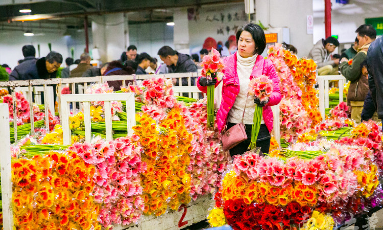昆明斗南花卉市場(chǎng)——中國(guó)最大，鮮花白菜價(jià)！