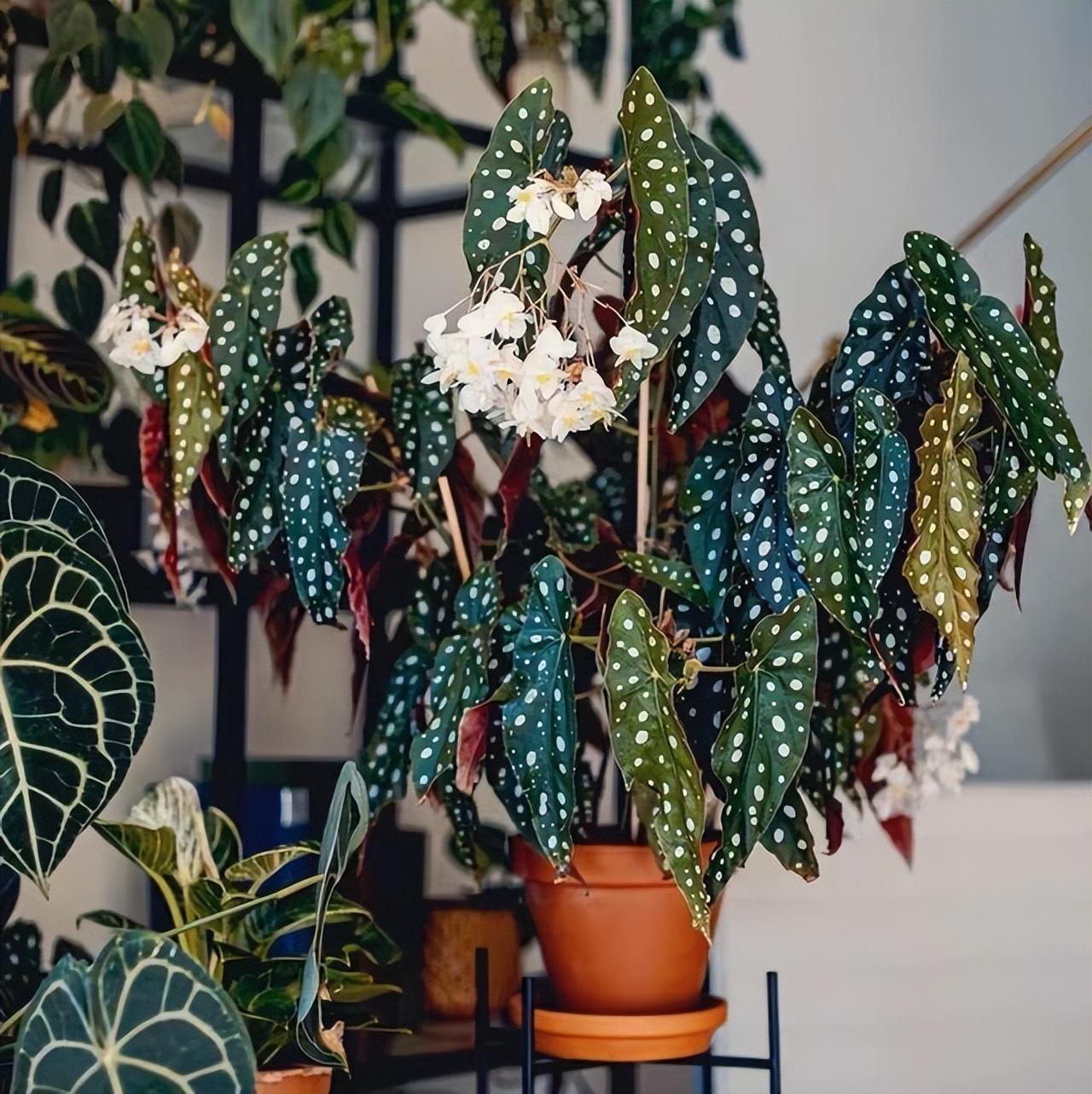 陽臺養(yǎng)大型綠植適合種什么花_適合陽臺養(yǎng)的大型綠植_陽臺養(yǎng)大型綠植適合什么花