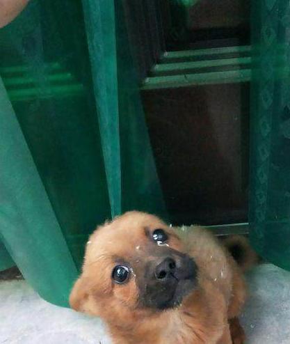 流浪狗徘徊在街上找吃的，身上黏了一身白點，逼得女孩強迫癥犯了