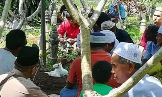 主人去世被埋葬，貓咪難以接受事實，拼命刨土只為看主人一眼