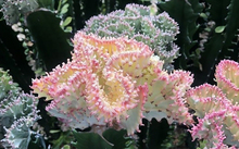 辦公桌轉(zhuǎn)運(yùn)植物_辦公室轉(zhuǎn)運(yùn)綠植_辦公室轉(zhuǎn)運(yùn)風(fēng)水?dāng)[件應(yīng)該放哪