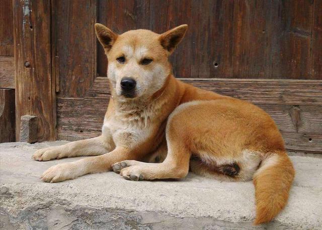 中華田園犬明明很優(yōu)秀，為什么越來越多的人，瞧不起土狗？