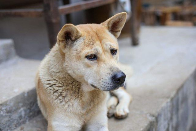 田園犬中華訓(xùn)練基地地址_中華田園犬怎么訓(xùn)練_最漂亮的中華田園犬訓(xùn)練