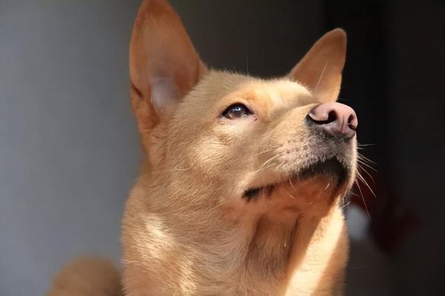 田園犬中華訓(xùn)練基地地址_最漂亮的中華田園犬訓(xùn)練_中華田園犬怎么訓(xùn)練