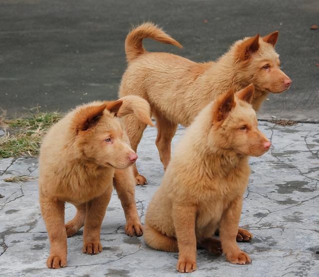 田園犬中華訓(xùn)練基地地址_中華田園犬怎么訓(xùn)練_最漂亮的中華田園犬訓(xùn)練