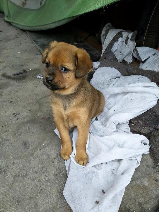 田園犬中華訓(xùn)練基地地址_中華田園犬怎么訓(xùn)練_最漂亮的中華田園犬訓(xùn)練