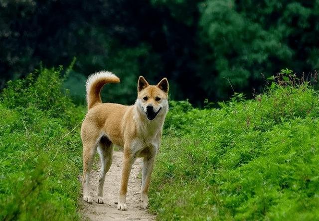 中華田園犬怎么訓(xùn)練_田園犬中華訓(xùn)練基地地址_最漂亮的中華田園犬訓(xùn)練