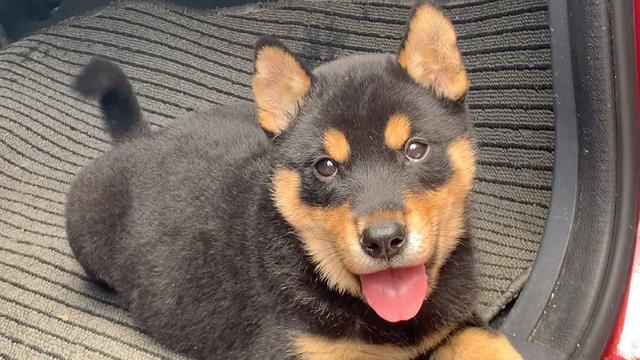 中華田園犬怎么訓(xùn)練_田園犬中華訓(xùn)練基地地址_最漂亮的中華田園犬訓(xùn)練