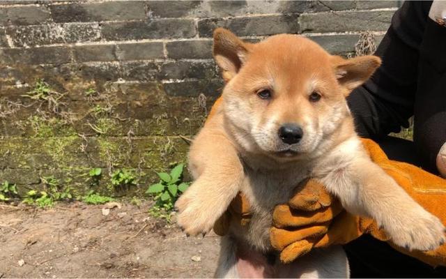 田園犬中華訓(xùn)練基地地址_最漂亮的中華田園犬訓(xùn)練_中華田園犬怎么訓(xùn)練
