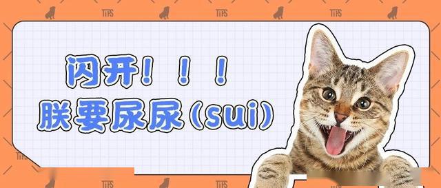 如何徹底祛除貓咪尿騷味？4步教你輕松消滅氣味炸彈