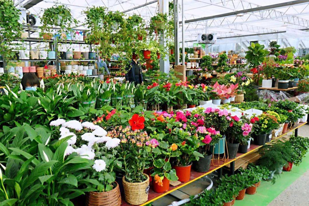 西安花卉市場_西安花卉市場行情_2021年西安花卉市場