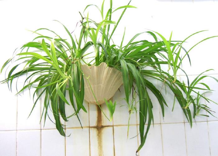 適合家養(yǎng)的這幾種綠色植物，既美觀又可凈化空氣，建議收藏哦！