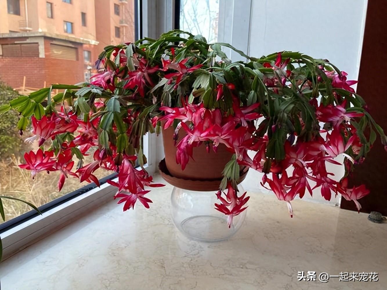 適合室內(nèi)種植的5種花，每一種都是顏值擔(dān)當(dāng)，好養(yǎng)好看空氣更清新