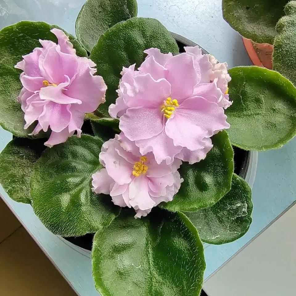 開花四季室內(nèi)養(yǎng)花好嗎_四季開花室內(nèi)花卉_一年四季室內(nèi)開花好養(yǎng)的花