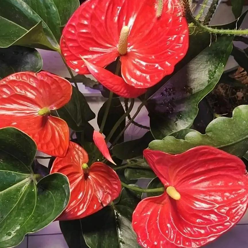 一年四季室內(nèi)開花好養(yǎng)的花_四季開花室內(nèi)花卉_開花四季室內(nèi)養(yǎng)花好嗎
