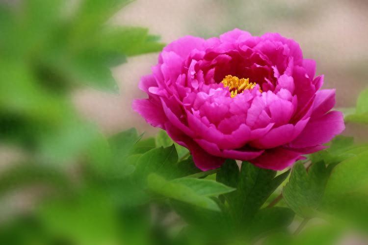 家中有這三種花，鎮(zhèn)宅旺家，看看你家養(yǎng)了哪一種？