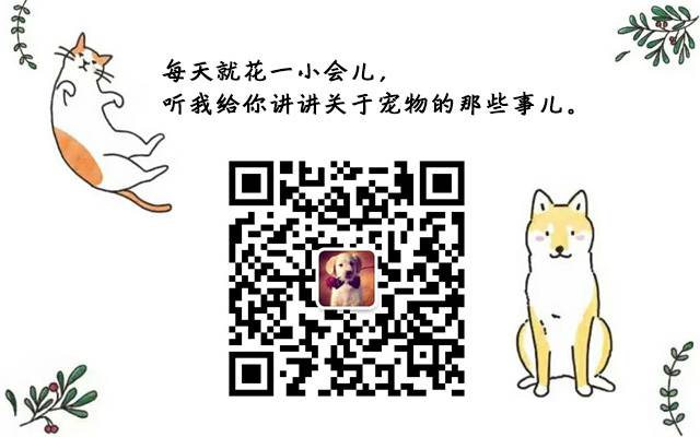 狗狗總舔人_訓練狗狗不撲人_狗狗4歲相當于人幾歲