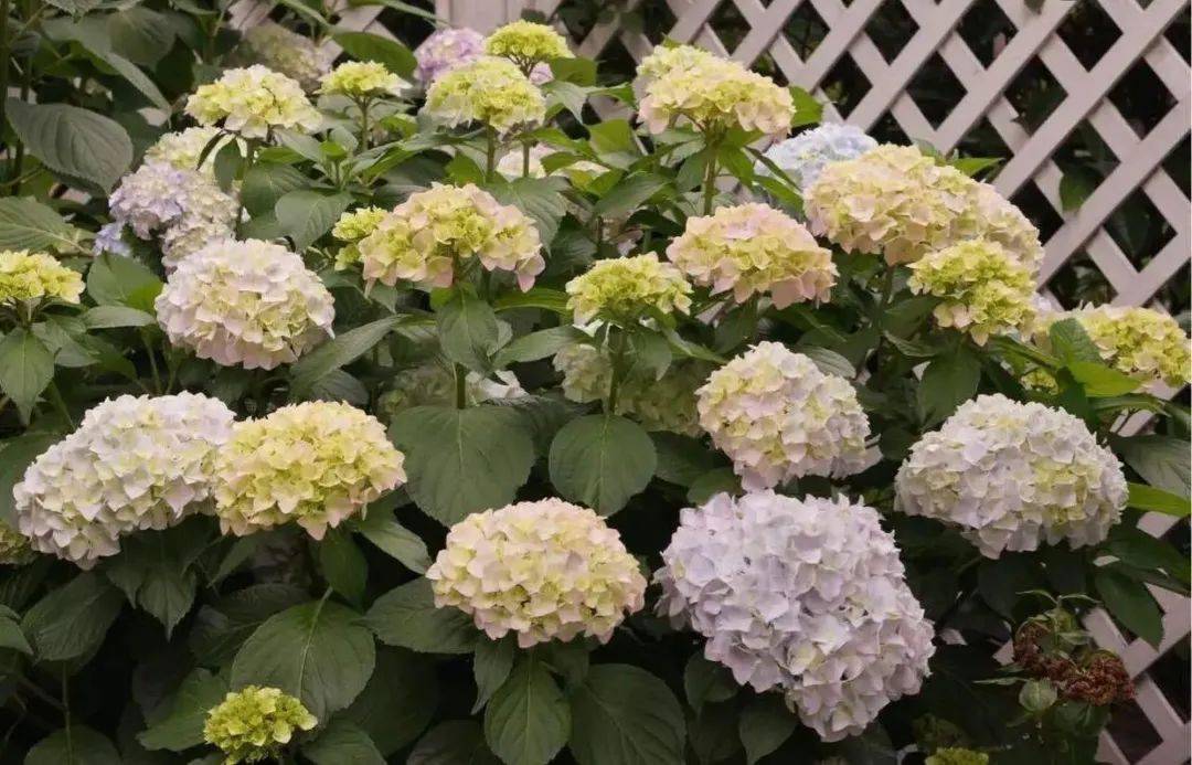 家里采光差不能養(yǎng)花？別擔(dān)心，還有四種解決辦法