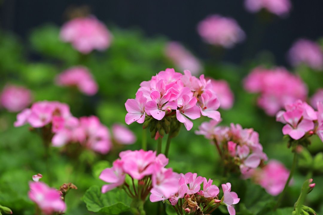 秋天種什么花？4種花很適合，好養(yǎng)易活，花期長開花多