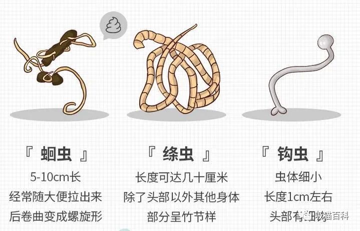 貓驅(qū)蟲體內(nèi)用什么藥好_貓驅(qū)蟲體內(nèi)外一起好還是分開好_貓體內(nèi)驅(qū)蟲